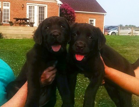 UDS Service Dogs
