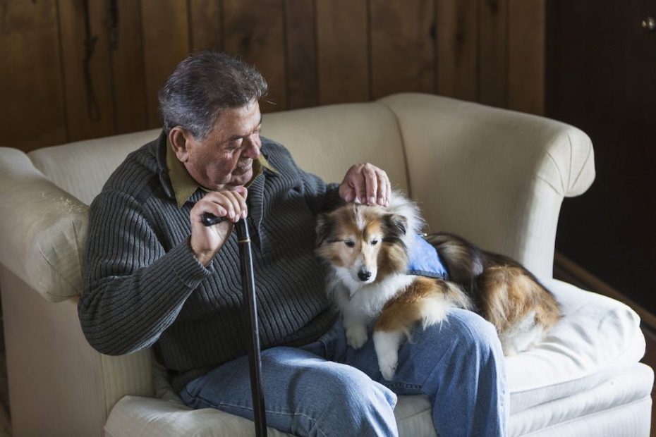 Service dog sitting on couch with man