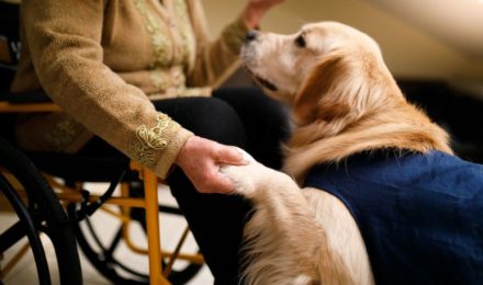 Service dog with woman in wheelchair