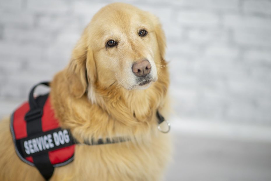 Service dog with vest on