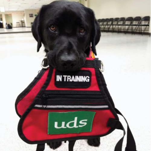 shy Adult bathing Dress A Pup: Service Dog Vest Donation - UDS Foundation