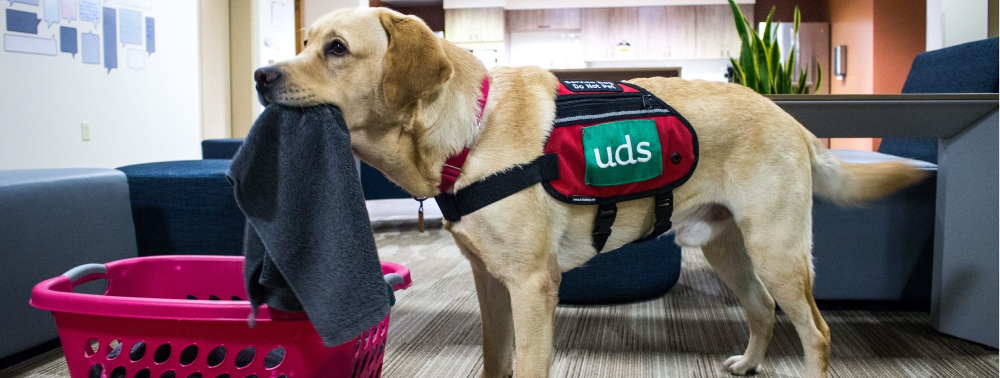 How Mobility Service Dogs Reclaim Independence UDS Foundation