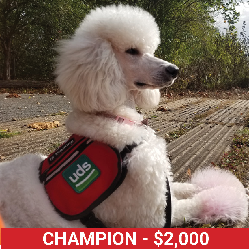 Golf25 ChampionDog