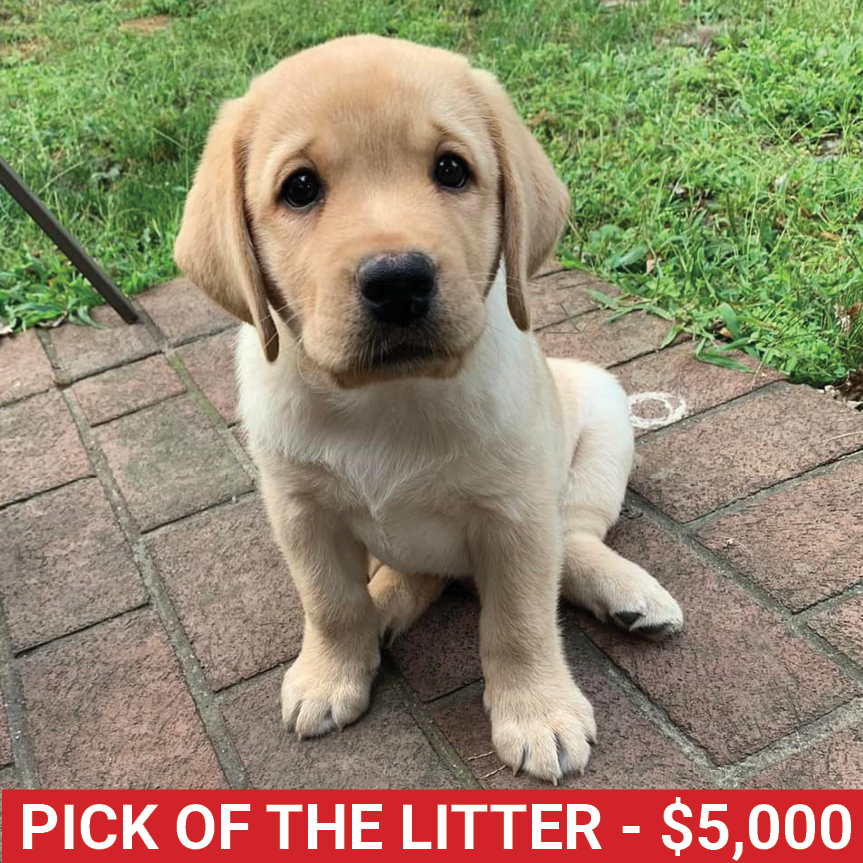 Golf25 PickOfLitterDog